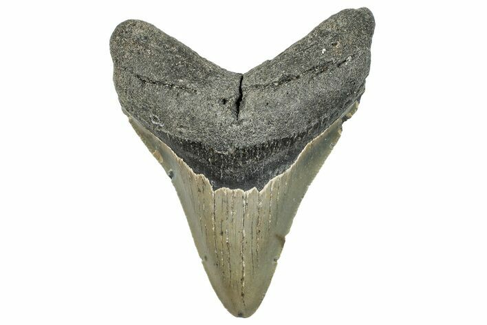 Serrated, Fossil Megalodon Tooth - North Carolina #294713